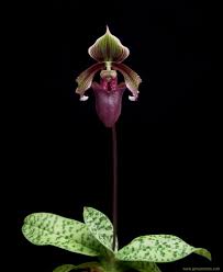 Paph Superbiens Var Curtisii Orquideas Orquidea