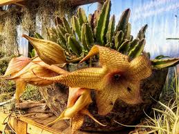 Image result for Stapelia gigantea