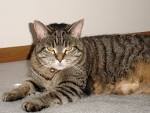 Tabby Cat Breeds, Colours & Markings | Cat-World