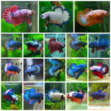 Divine Bettas