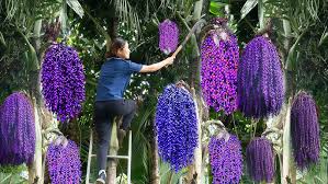 Image result for Caryota urens