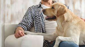 3 the actress aishwarya rai married a tree. My Dog Won T Leave Me Alone How To Manage An Attention Seeking Dog