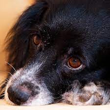 Your dog should have a nice tummy tuck when viewed from the side. Brain Tumour Or Cancer Mayne Vets