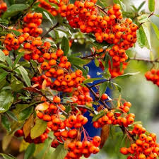 Image result for Pyrenacantha kirkii