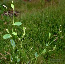 Image result for Phyllanthus ovalifolius