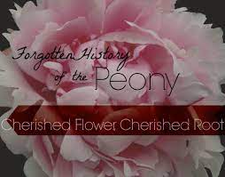 Herbal Uses For Peony Herbalism Medicinal Herbs Garden Peonies