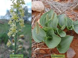 Image result for Eriospermum