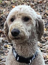 Happy birthday to my buddy Johnny Cash — who turns 3 today. No silly hats,  no dog cakes, no costumes. Just a nice brisk walk through the forest. I  think he's having