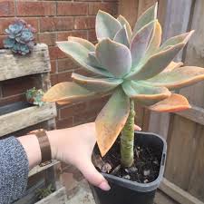 Wide or 30cm) of fleshy, pointed bronze leaves adorned with shades of pink. Xgraptoveria Fred Ives Graptoveria Fred Ives Uploaded By Craftteafox