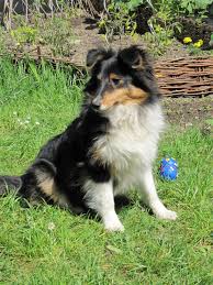 Si presume che sia arrivato sulle coste britanniche assieme ai romani nel v secolo a.c. Cane Da Pastore Scozzese Shetland Wikiwand