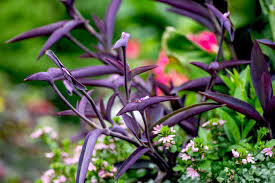 Image result for Tradescantia pallida