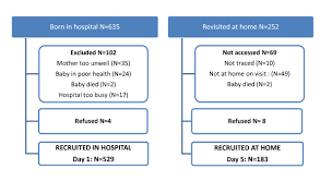 newborn recruitment flow chart showing number of babies