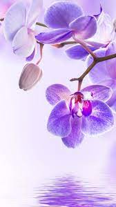 Iphone Flower Orchid Wallpaper Flower Wallpaper Beautiful Flowers Wallpapers