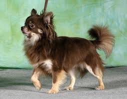 Popular Colors And Markings Of Chihuahua Dogs Chihuahua Cute Chihuahua Chihuahua Dogs