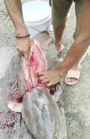 Sukses selalu teman dan sahabat. Ikan Sembilang Afrika Steemit