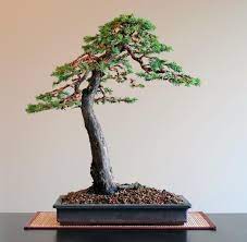 Lost a tree, having some privacy problems or simply wanting to beautify your garden? Lakeshore Bonsai Bonsai In Toronto Canada Juniper Bonsai Bonsai Art Bonsai
