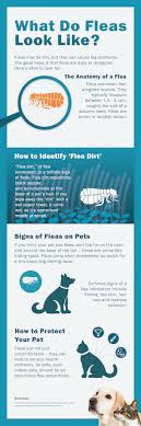 What Do Fleas Look Like Petcoach