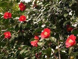 As you read this, discover the following points: 10 Beautiful Japanese Flowers And Their Meanings Viet Nam Popup Cards And Handicrafts