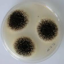 Image result for Asparagus aspergillus