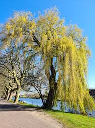 Image result for Salix babylonica