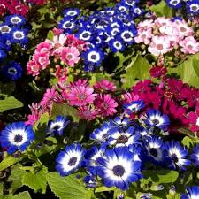 Image result for Cineraria mazoensis