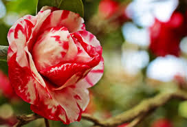 صور ورد جميل خلفيات جميله من الورد صباح الورد