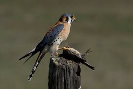 The american kestrel is one of my favourite raptors. File American Kestrel And American Pipit 2256510207 Jpg Wikipedia