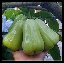 Maybe you would like to learn more about one of these? 10 Jenis Buah Jambu Air Yang Manis Dan Berukuran Besar