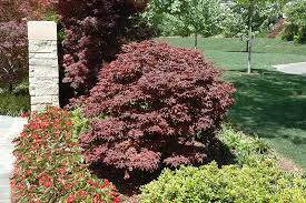 I plant them for their fall color, and focus on perennials for. Get Rhode Island Red Japanese Maple In Mi At English Gardens Nurseries Serving Clinton Township Dearborn Heights Eastpointe Royal Oak West Bloomfield And The Plymouth Ann Arbor Michigan Areas