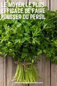 Le Moyen Le Plus Efficace De Faire Pousser Du Persil En 2020 Astuce Jardinage Jardinage Urbain Jardinage
