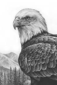 Bald Eagle Black And White Drawing Bald Eagle Drawings Eagle Drawing Pencil Drawings Of Animals Animal Drawings