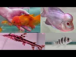 Pari Aquarium Fish Shop At Kurla Fish Market Aquatic Videos