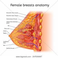 Human Female Breast Vector Photo Free Trial Bigstock