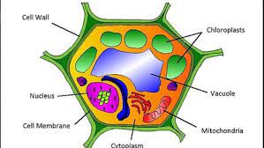 (1) biology by campbell and reece (2) integrated principles of zoology by hickman et al. Animal Cell Parts 5th Grade Video Dailymotion