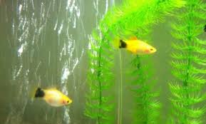 Variasai warna yang terdapat pada platy timbul akibat perkawinan silang yang dilakukan oleh perternak platy. Kupas Tuntas Ikan Platy Mickey Mouse Si Ikan Mungil Suka Ikan