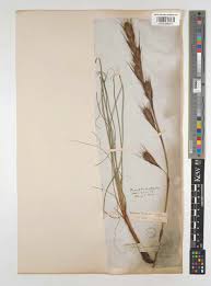 Image result for Tetraria