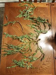 A favorite holiday plant, christmas cactus are succulents that are usually grown as houseplants. How To Save This Christmas Cactus Schlumbergera Bridgesii Root In Water Or In Soil Album On Imgur