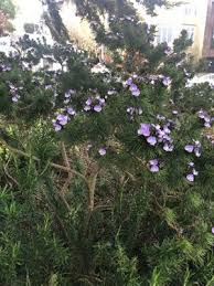 Image result for Psoralea glabra