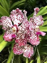 I Don T Really Have A Bucket List Thinking About The Etymology Of The Expression It Doesn T Even Sound All That Appe Orchid Photo Beautiful Orchids Orchids