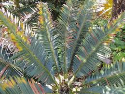 Image result for Encephalartos umbeluziensis
