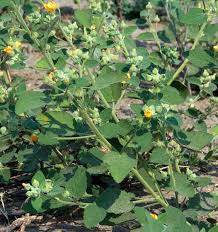 Image result for Sida veronicifolia