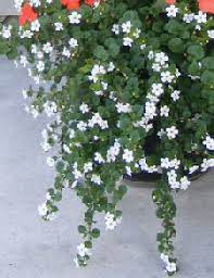 Both the leaves and flowers are edible, too. Best Performing Annuals White Flowering Plants Annual Flowers Edging Plants