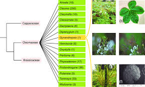 Image result for Cleomaceae