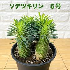 Image result for Euphorbia ramulosa