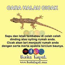 Doa mengelak gangguan syaitan jin pada anak2. Cara Menghalau Ular Semut Demi Rakyat Johor Facebook
