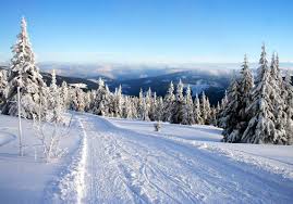 forest winter desktop background iphone wallpaper winter vermont winter