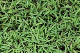 Image result for Microstegium