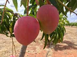 Buy the best and latest seeds miyazaki mango on banggood.com offer the quality seeds miyazaki mango on sale with worldwide free shipping. Full Sun Exposure Green Miyazaki Mango Plant For Outdoor Rs 1200 Piece Id 23179131588