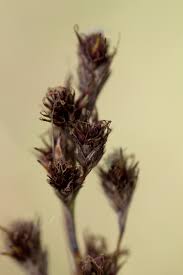 Image result for Coleochloa setifera