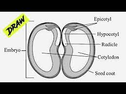 Have students choose another seed that has sprouted. How To Draw Diagram For Seed And Fruit Development Bean Seed Dicot Labelled Diagram Youtube